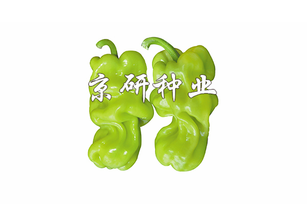 皺皮1號(hào)