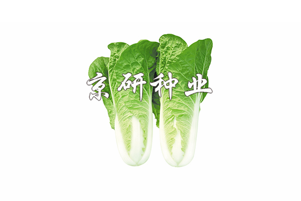 京研快菜4號(hào)