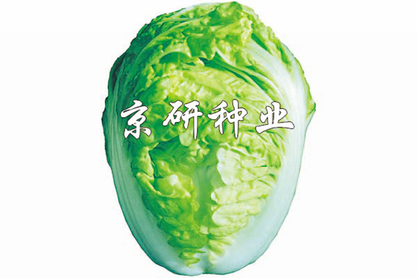 京夏2號(hào)