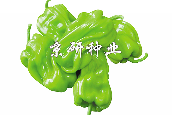 皺皮2號(hào)