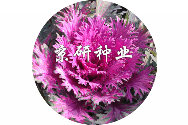 京羽粉1號(hào)