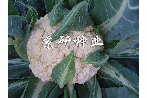 緊花1號(hào)