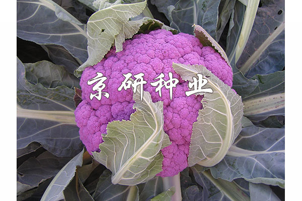 紫花2號(hào)