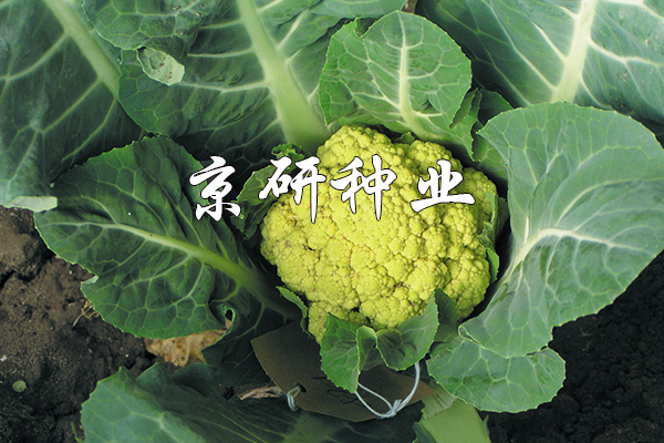 羅曼1號(hào)