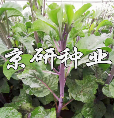 京紫3號(hào)