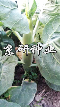 京綠寶6號(hào)
